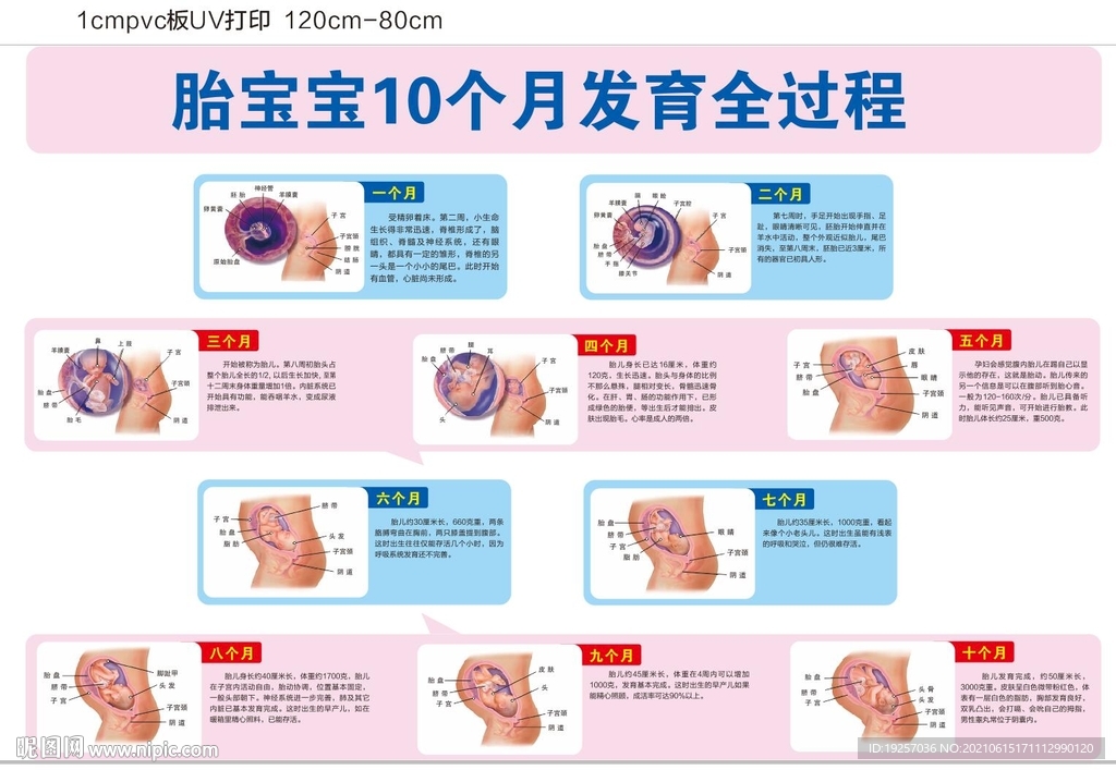 胎宝宝10个月发育全过程