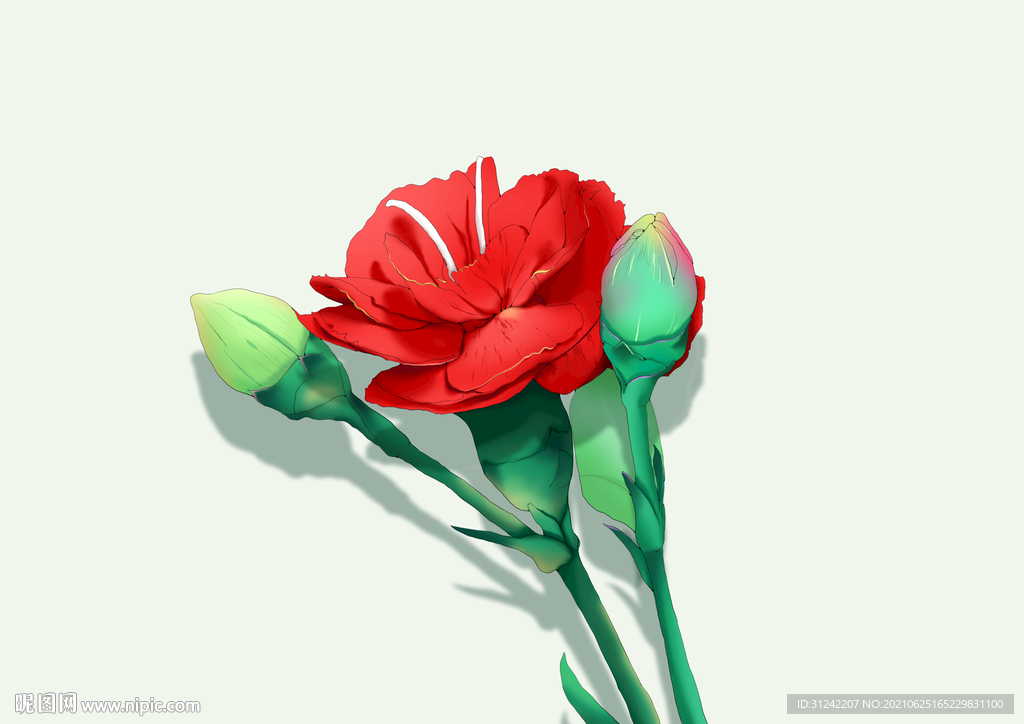 康乃馨手绘插画