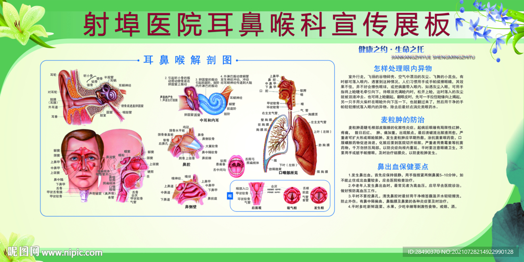 耳鼻喉科宣传展板