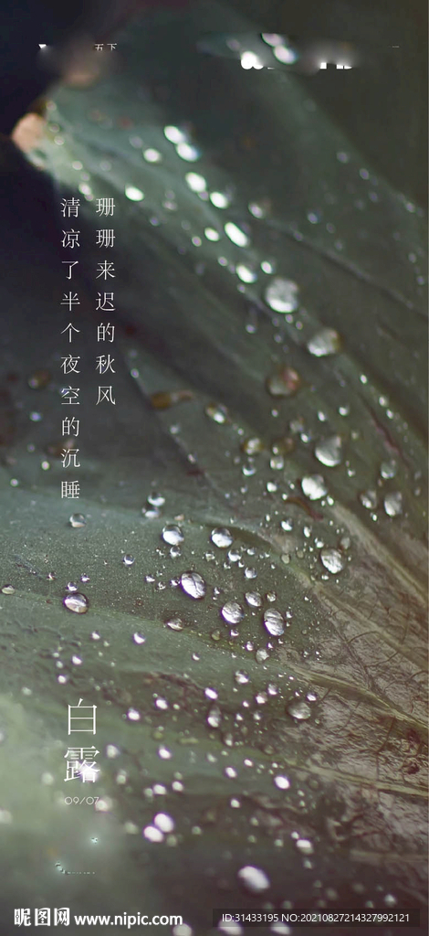 地产白露节气海报