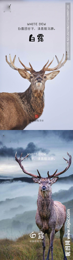 地产白露节气海报