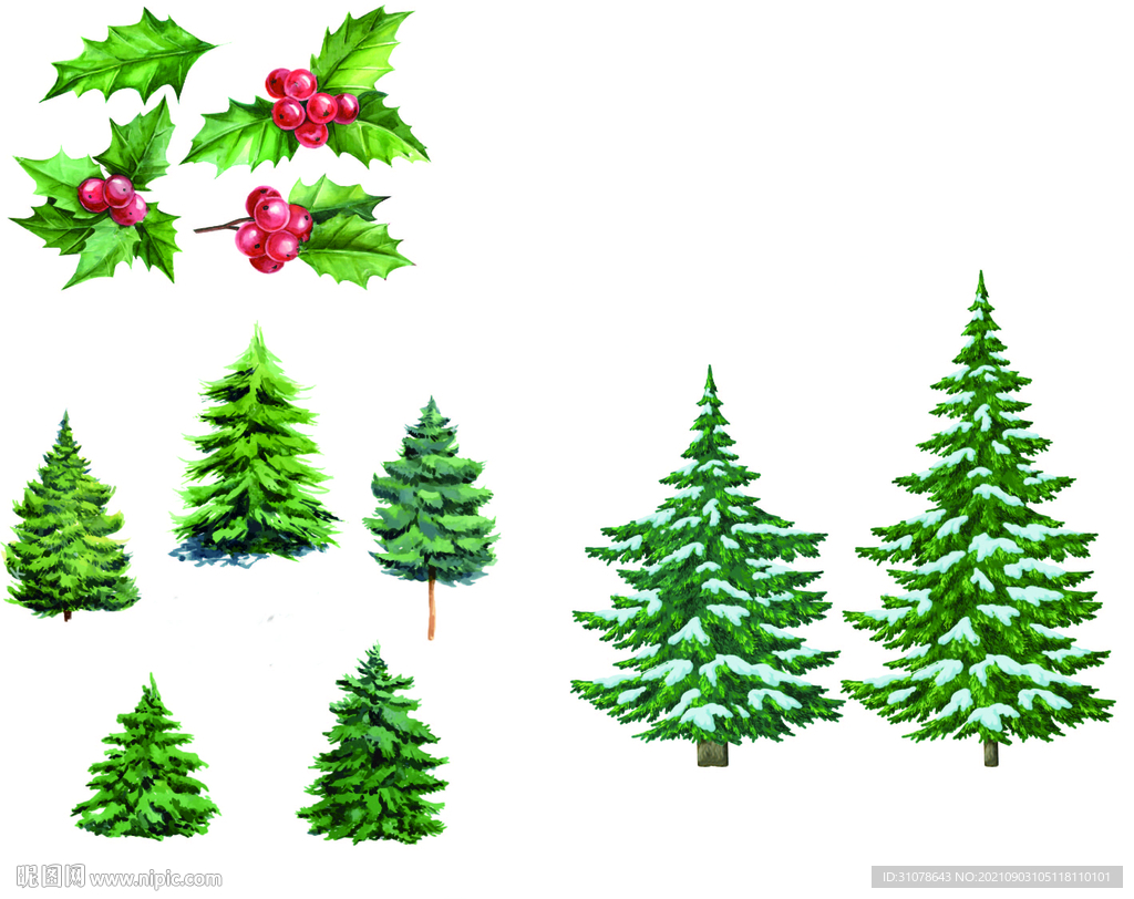 水彩圣诞树跟冬青
