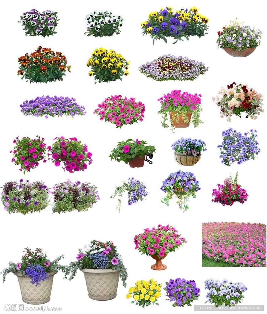 矮牵牛  三色堇