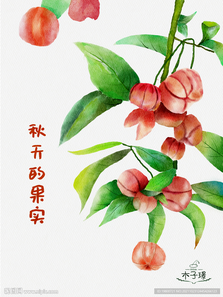 水彩手绘灯笼果插画