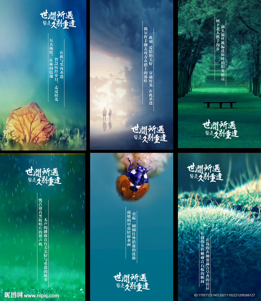 雨水 树林 背景 壁纸 林荫小