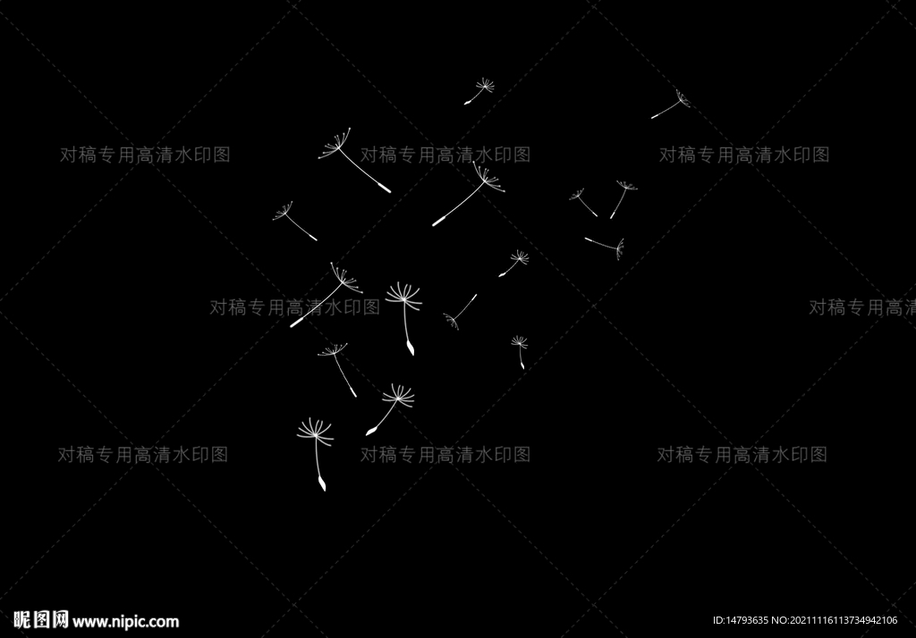 蒲公英 素材 飘落