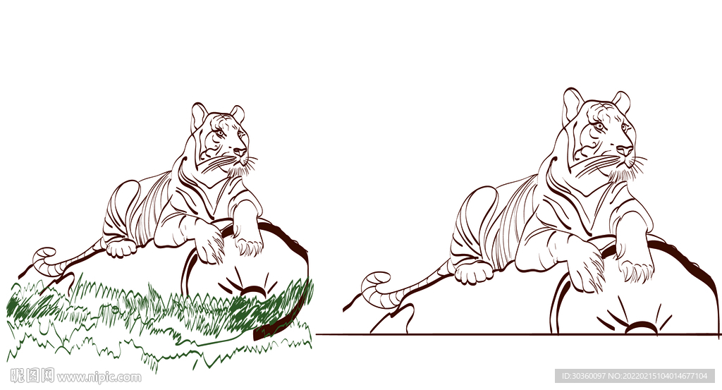 线稿插画虎