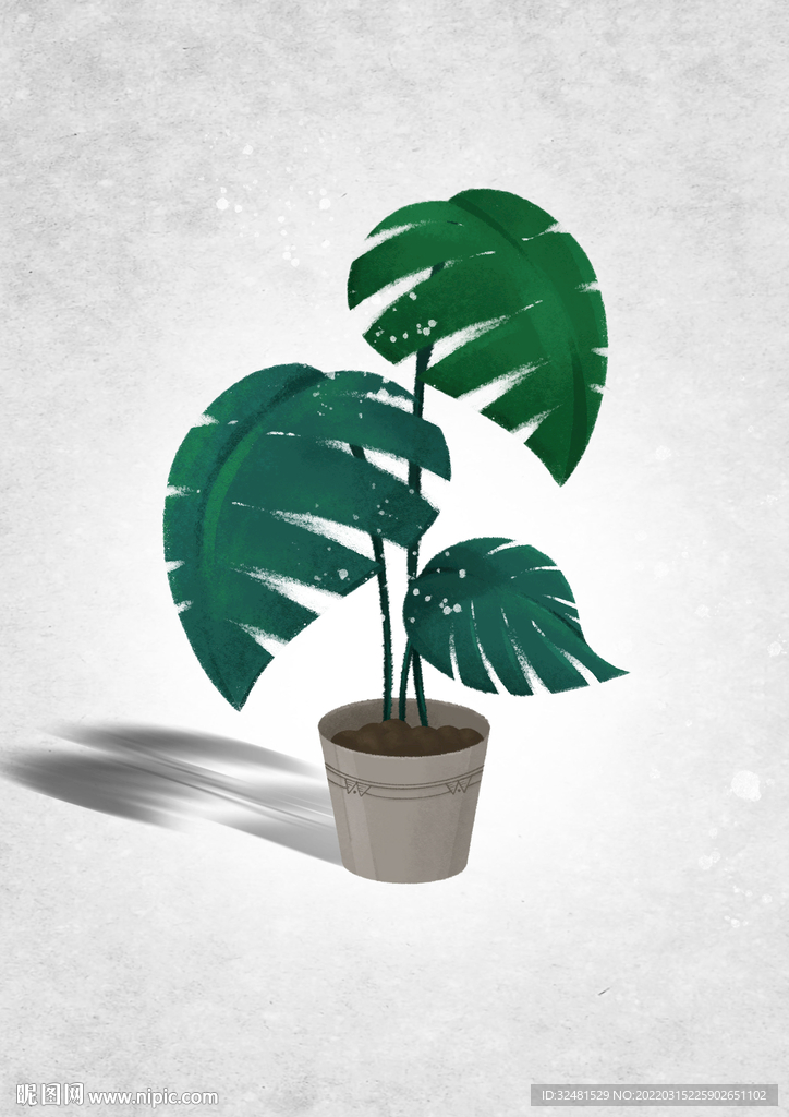 儿插绘本 龟背竹