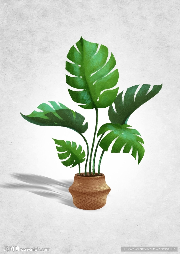 儿插绘本 龟背竹