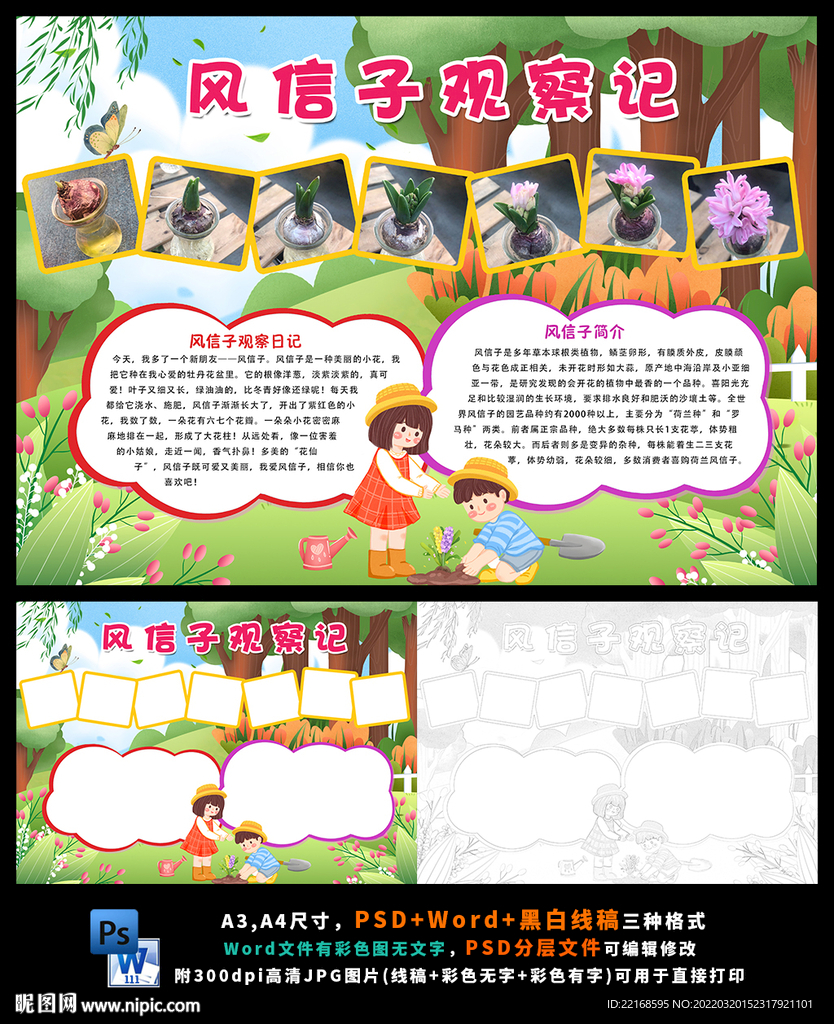 风信子观察日记植物生长生物观察