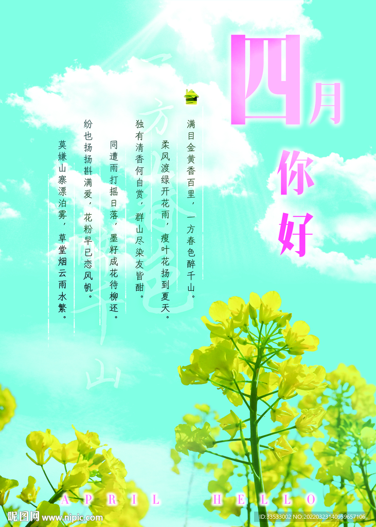 四月你好 油菜花