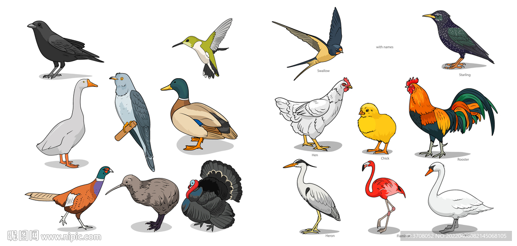 矢量手绘鸟类