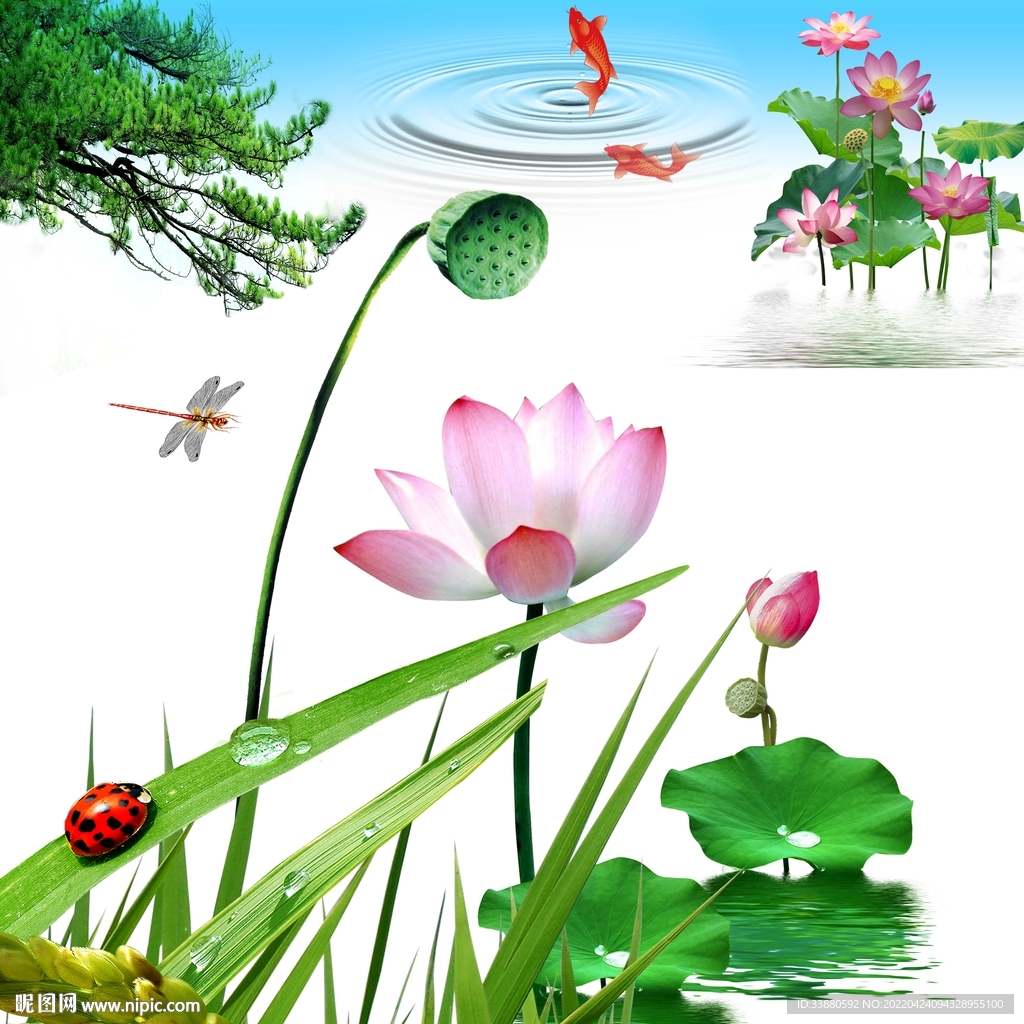 荷花 蜻蜓 金鱼 瓢虫