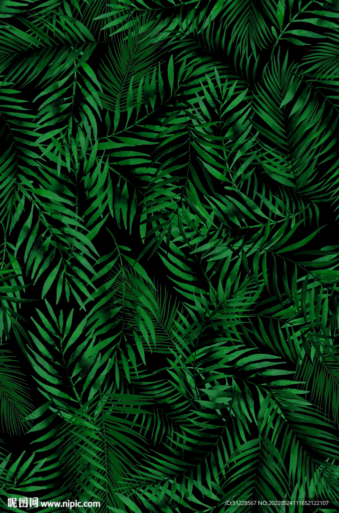 热带花 热带植物