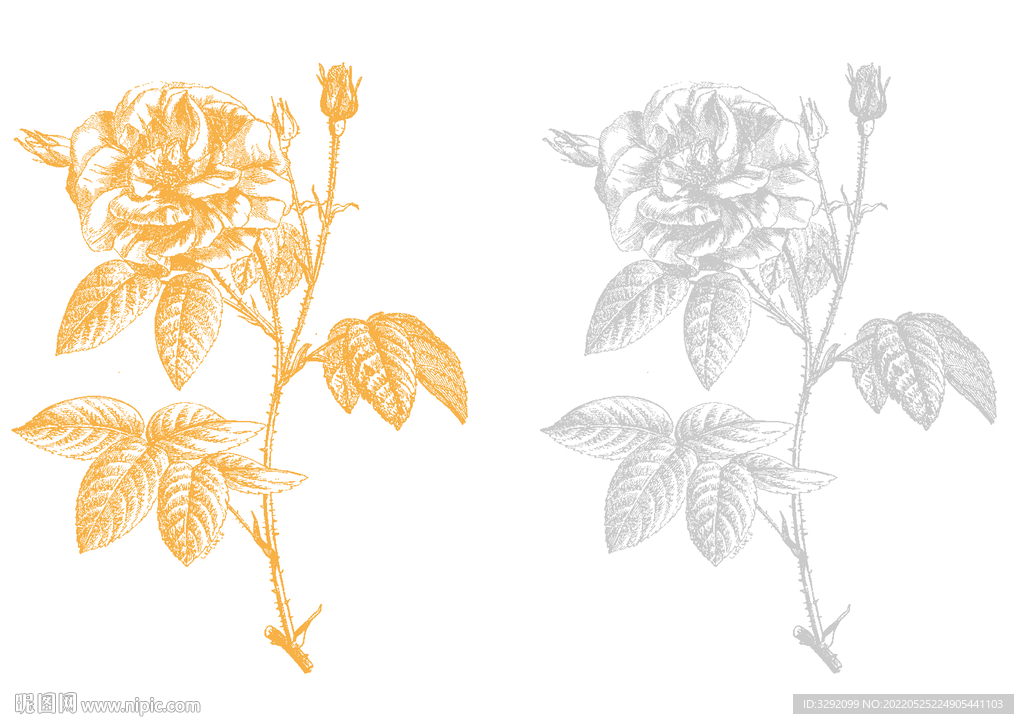 鲜花 蔷薇 玫瑰 