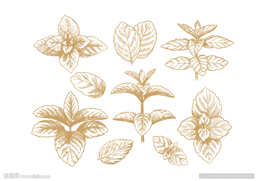 手绘薄荷叶子 插画图片