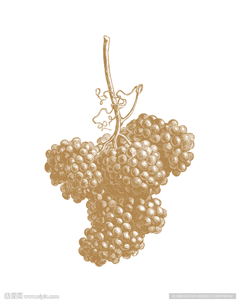 葡萄 素描 绘画