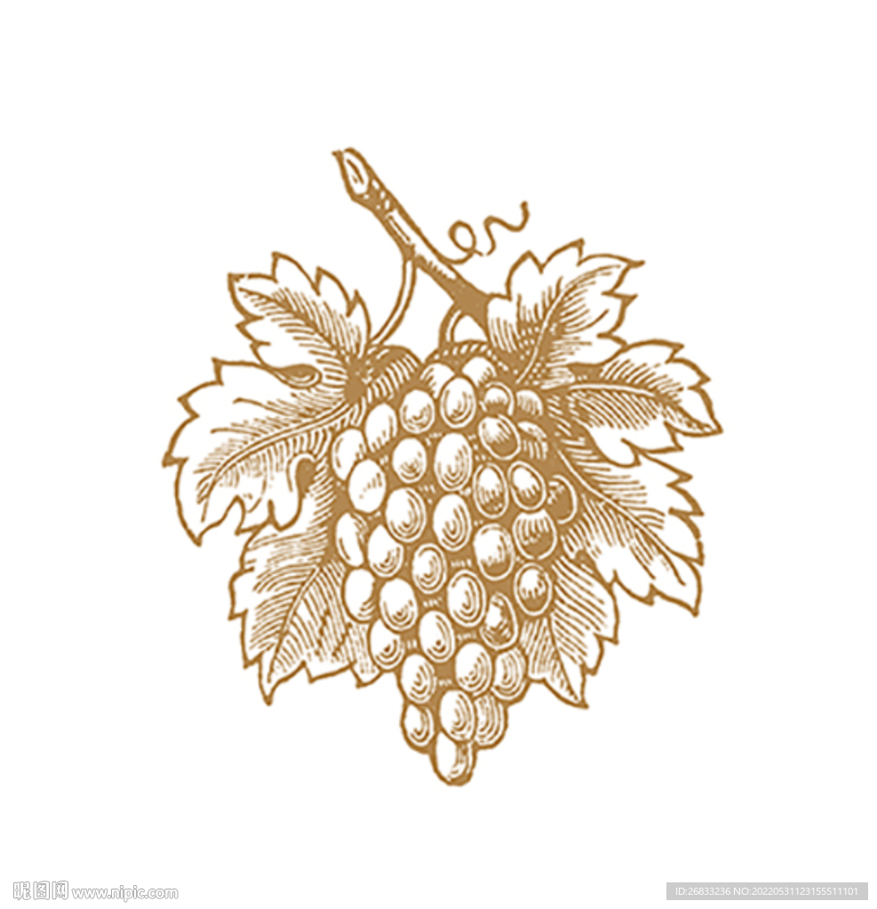 葡萄 素描 绘画