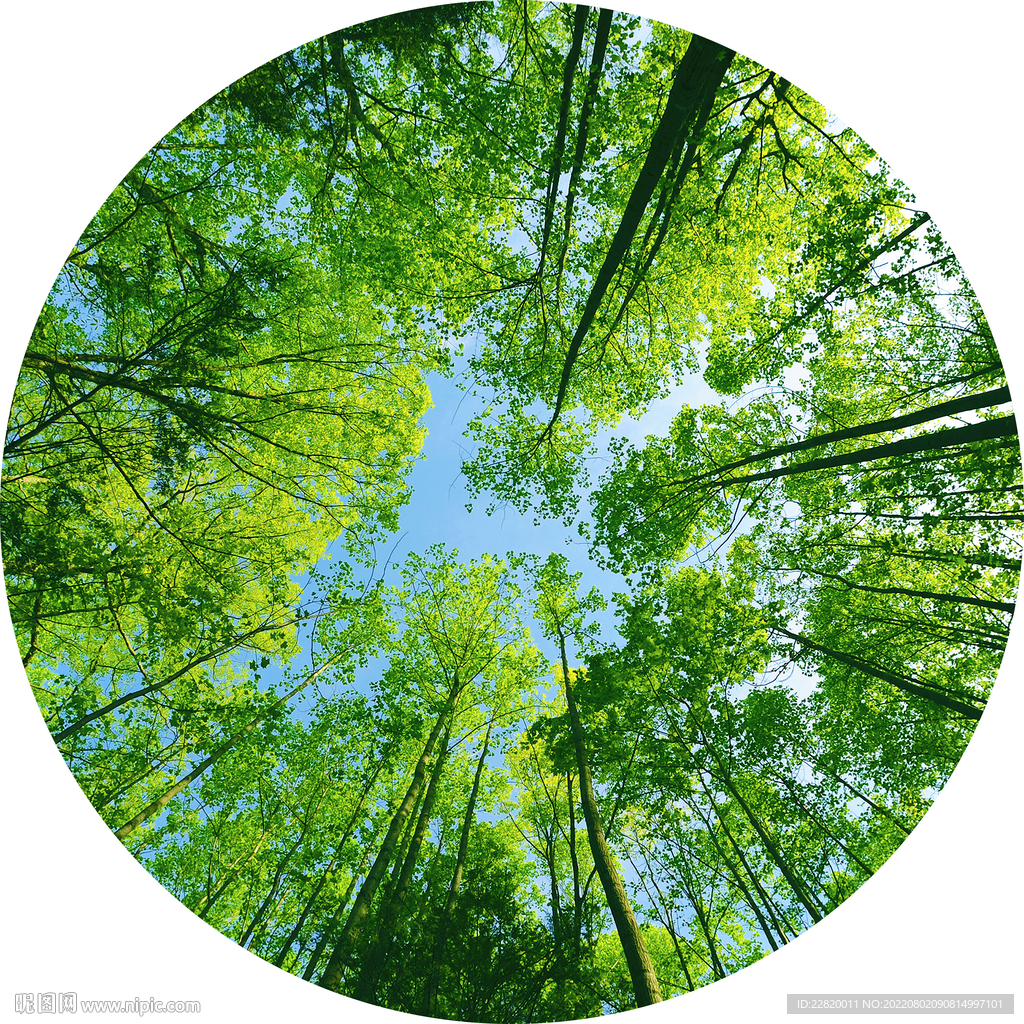 竹林仰视天空圆形