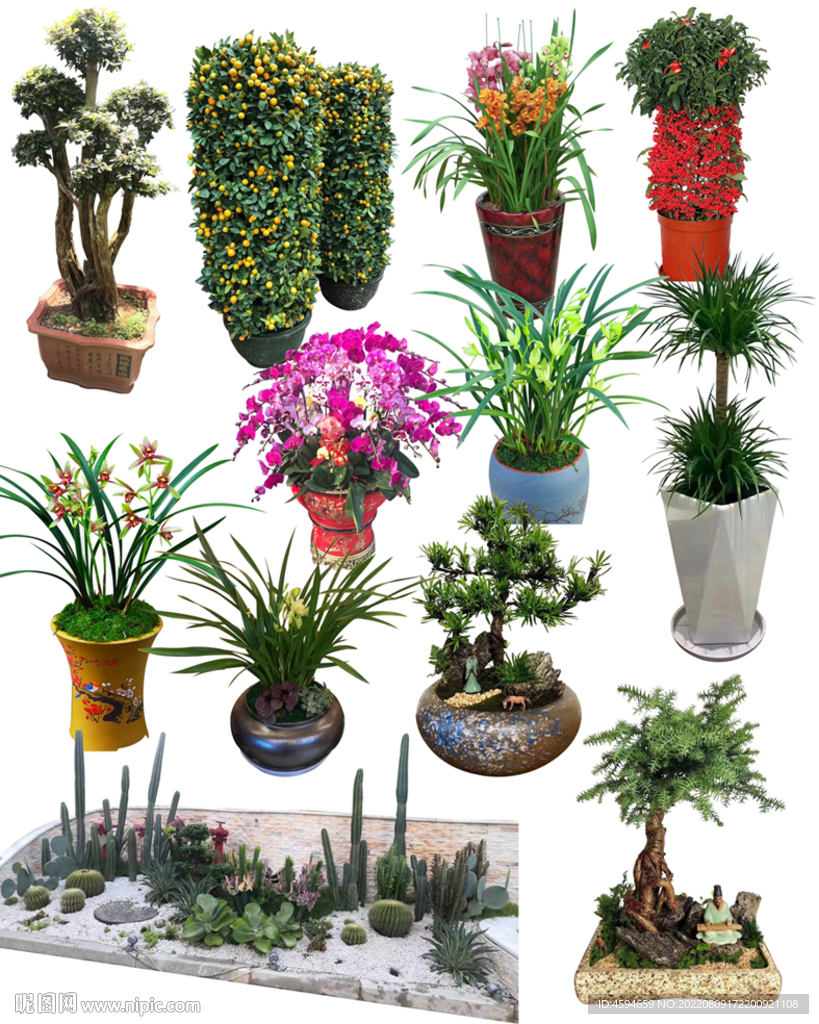 春节用花 多肉 杜鹃老庄