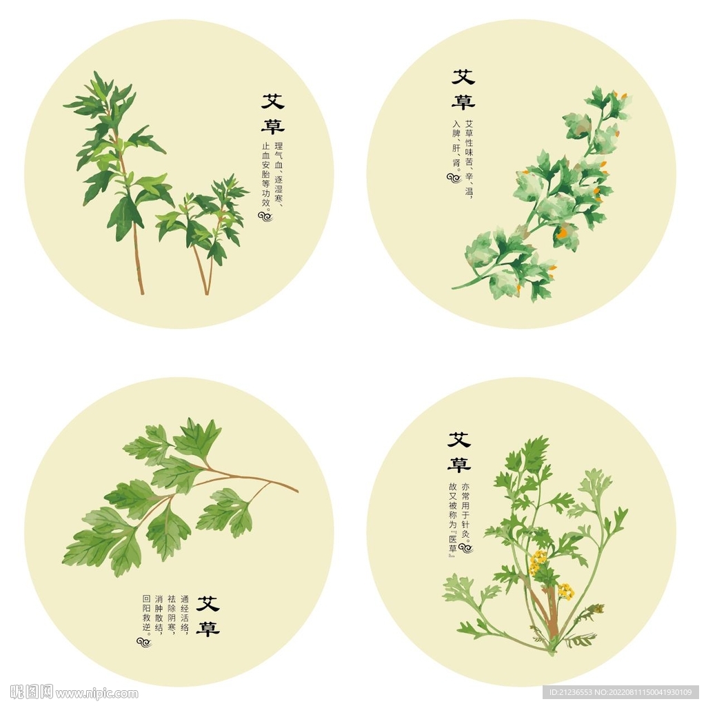 中草药艾草矢量图