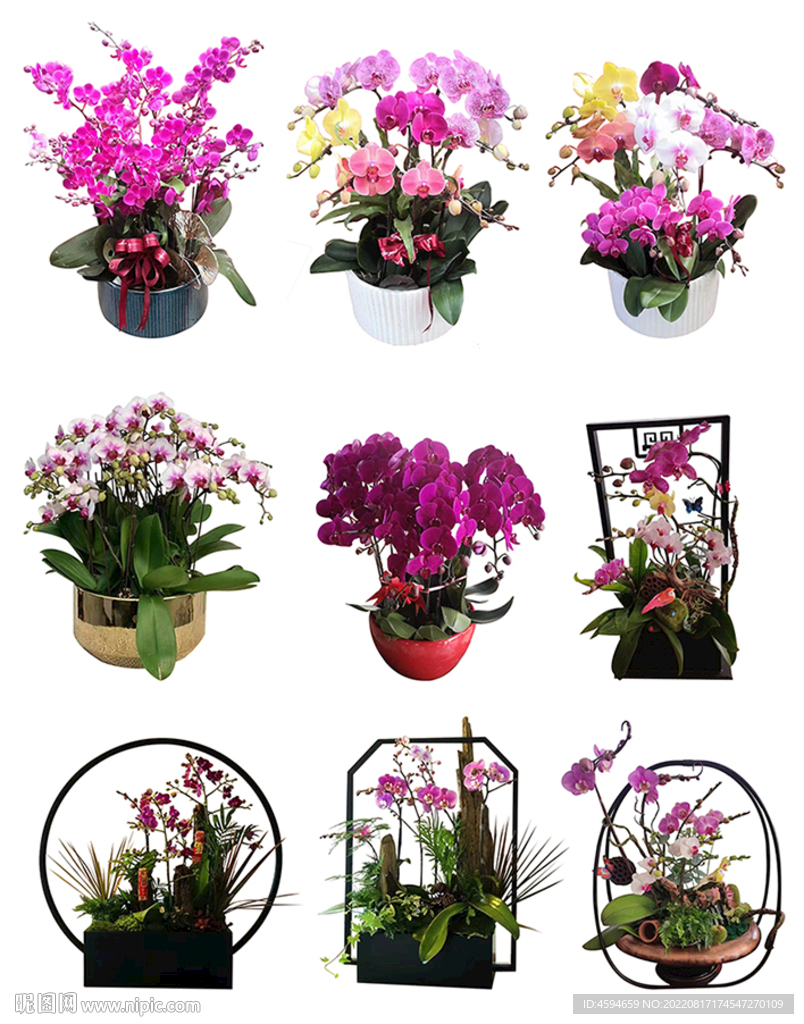 年宵花卉 春节用花 蝴蝶兰