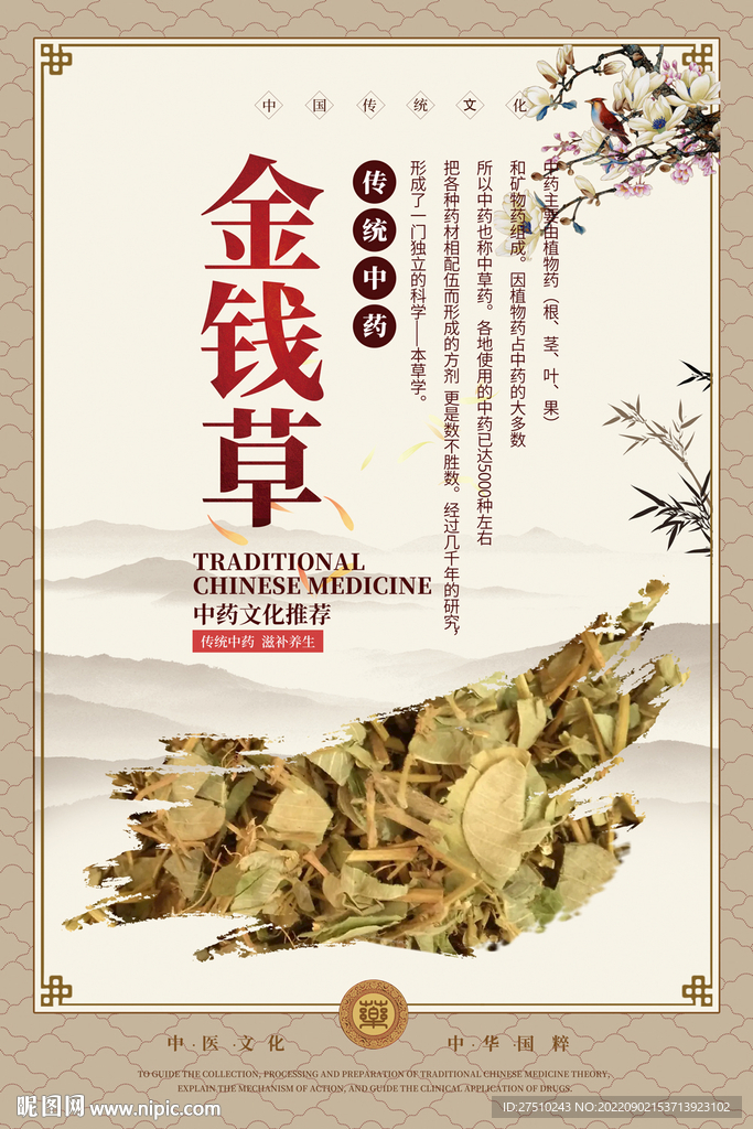 金钱草中药海报