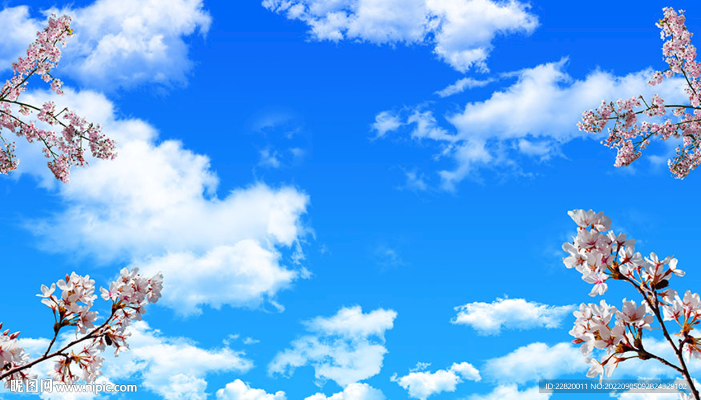 蓝天白云樱花