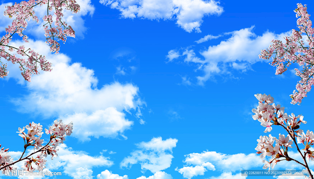 蓝天白云樱花