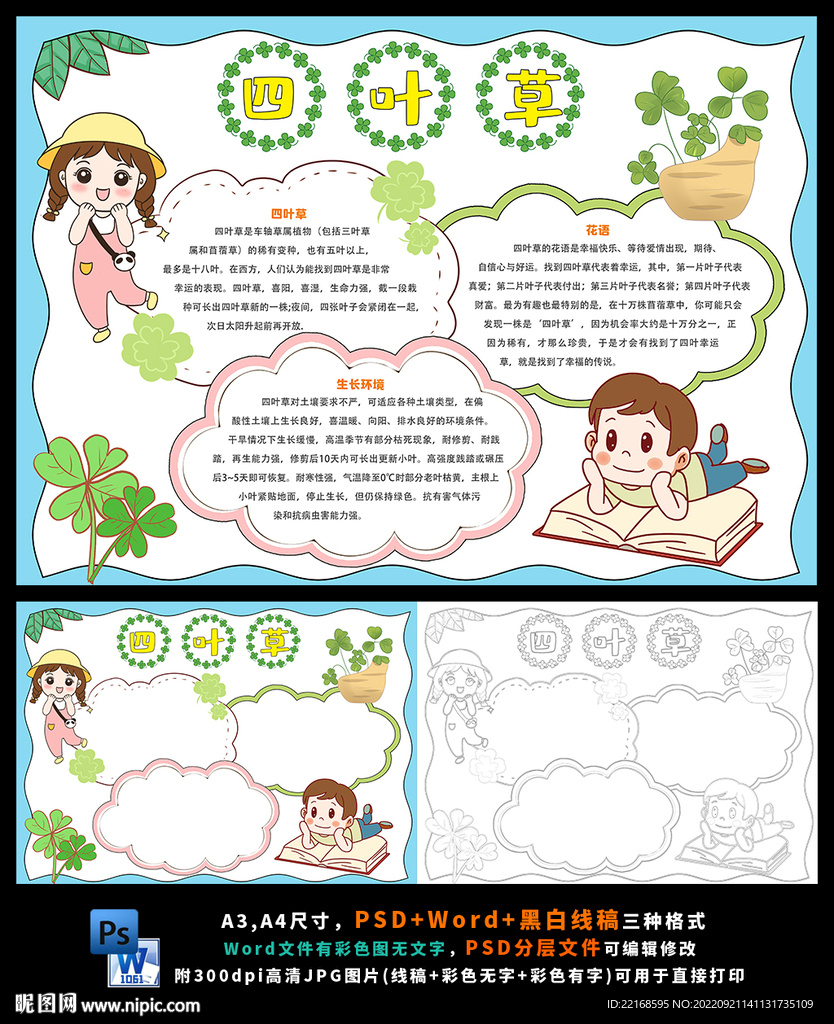 四叶草植物观察生长小报