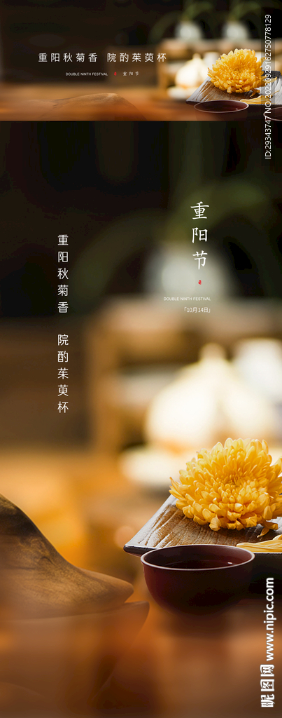 重阳节  菊花  立冬