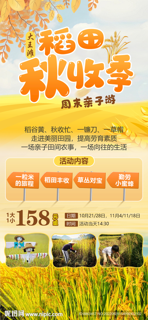 稻田丰收季