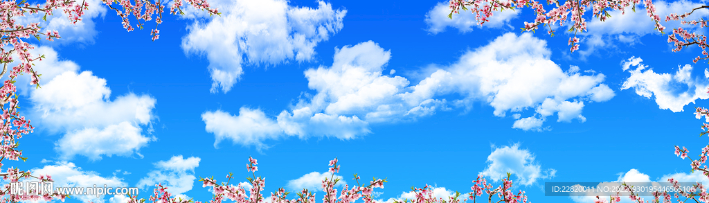 蓝天白云樱花