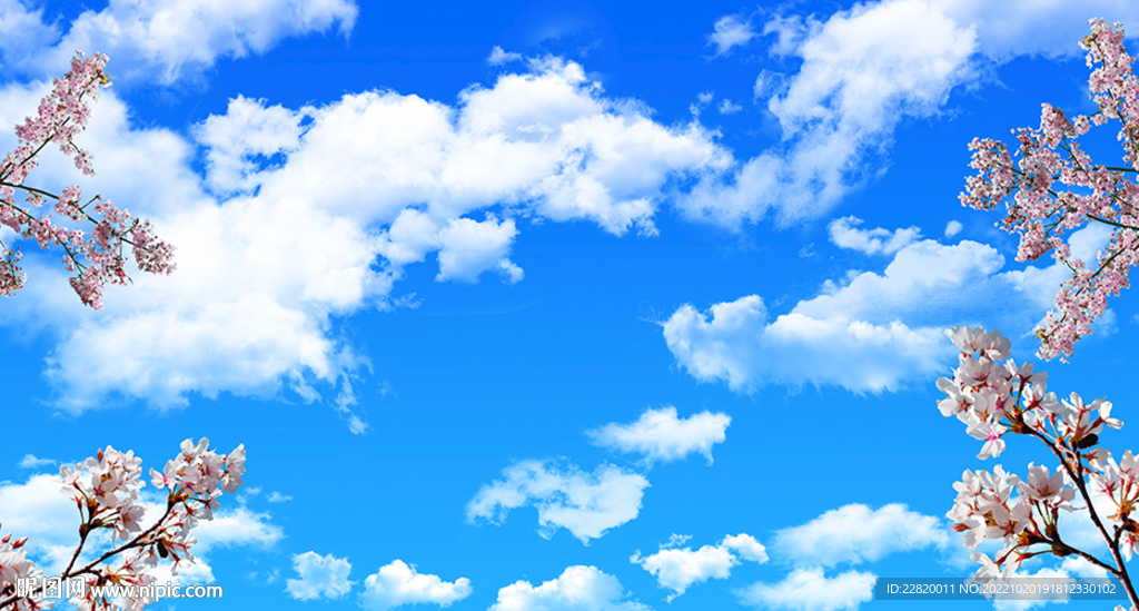 蓝天白云樱花
