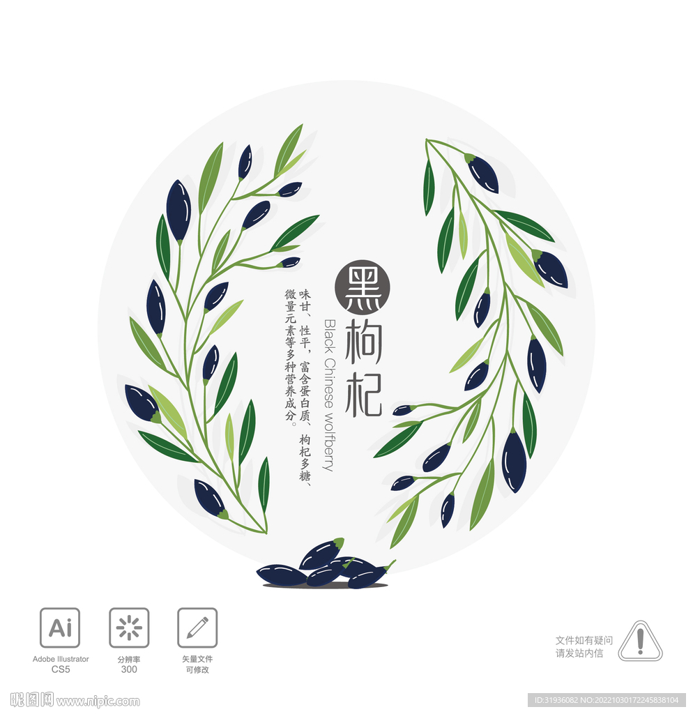 黑枸杞 插画