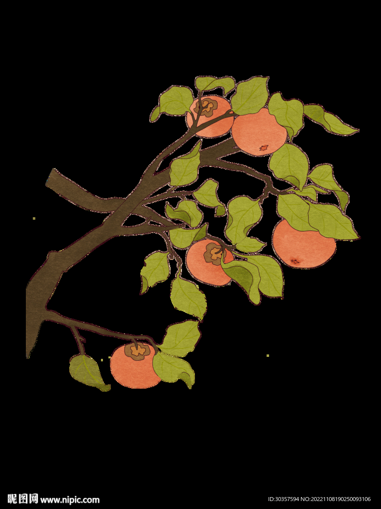 手绘柿子树