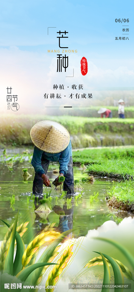 芒种