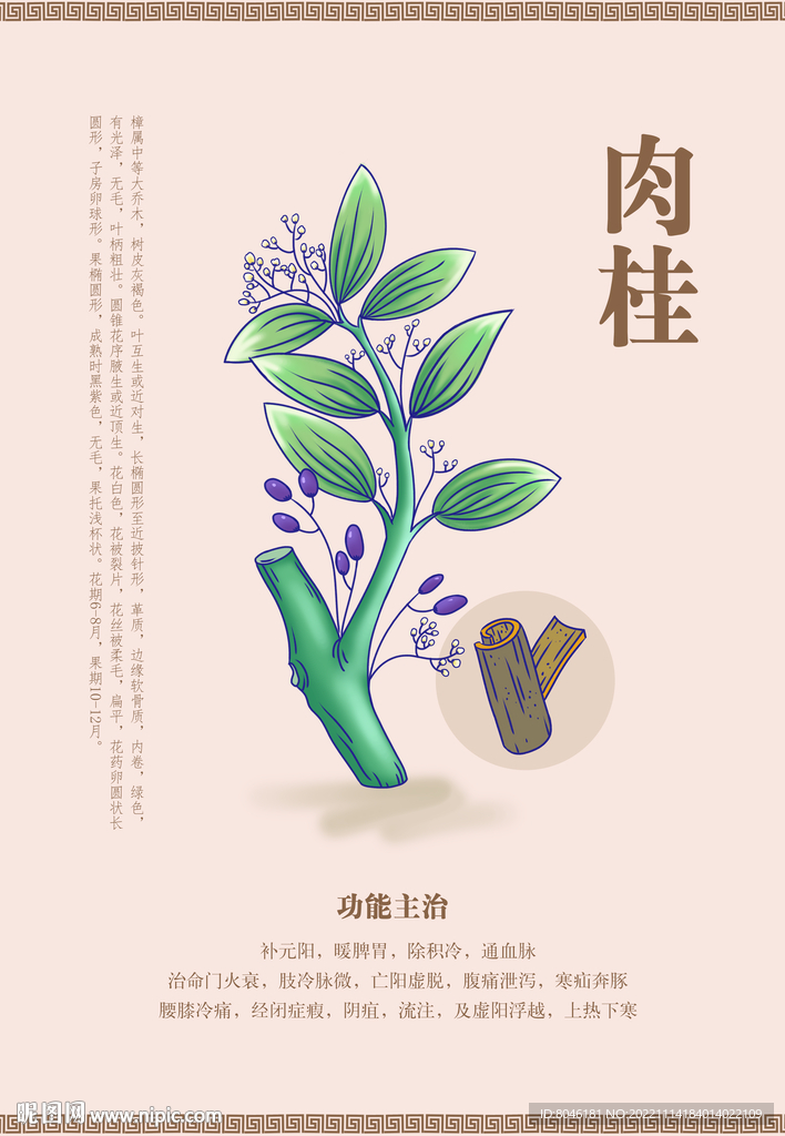 肉桂插画