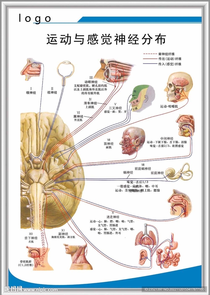 运动与感觉神经分布