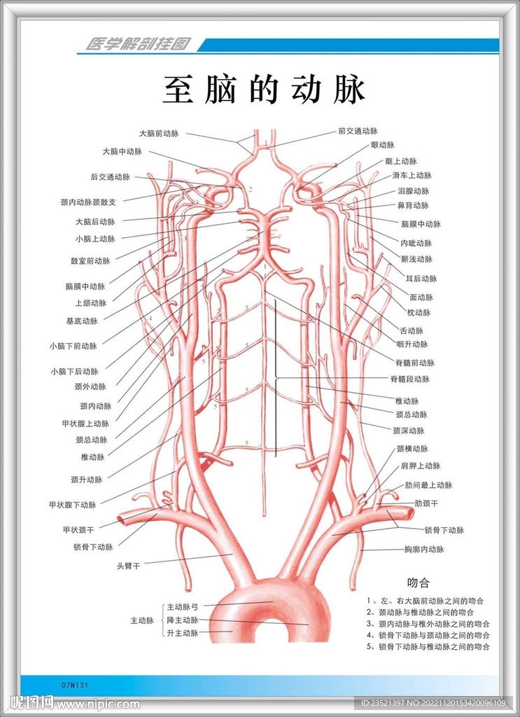 至脑的动脉解剖图