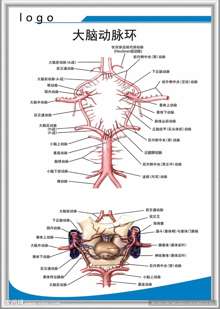 大脑动脉环解剖图