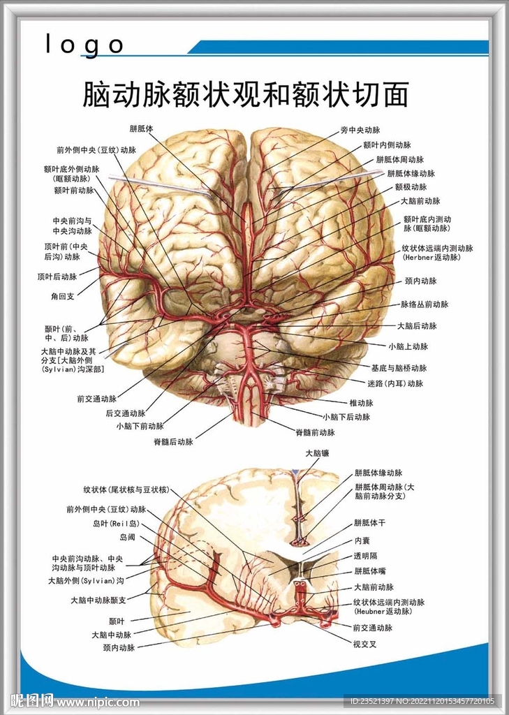 脑动脉额状观和额状切面
