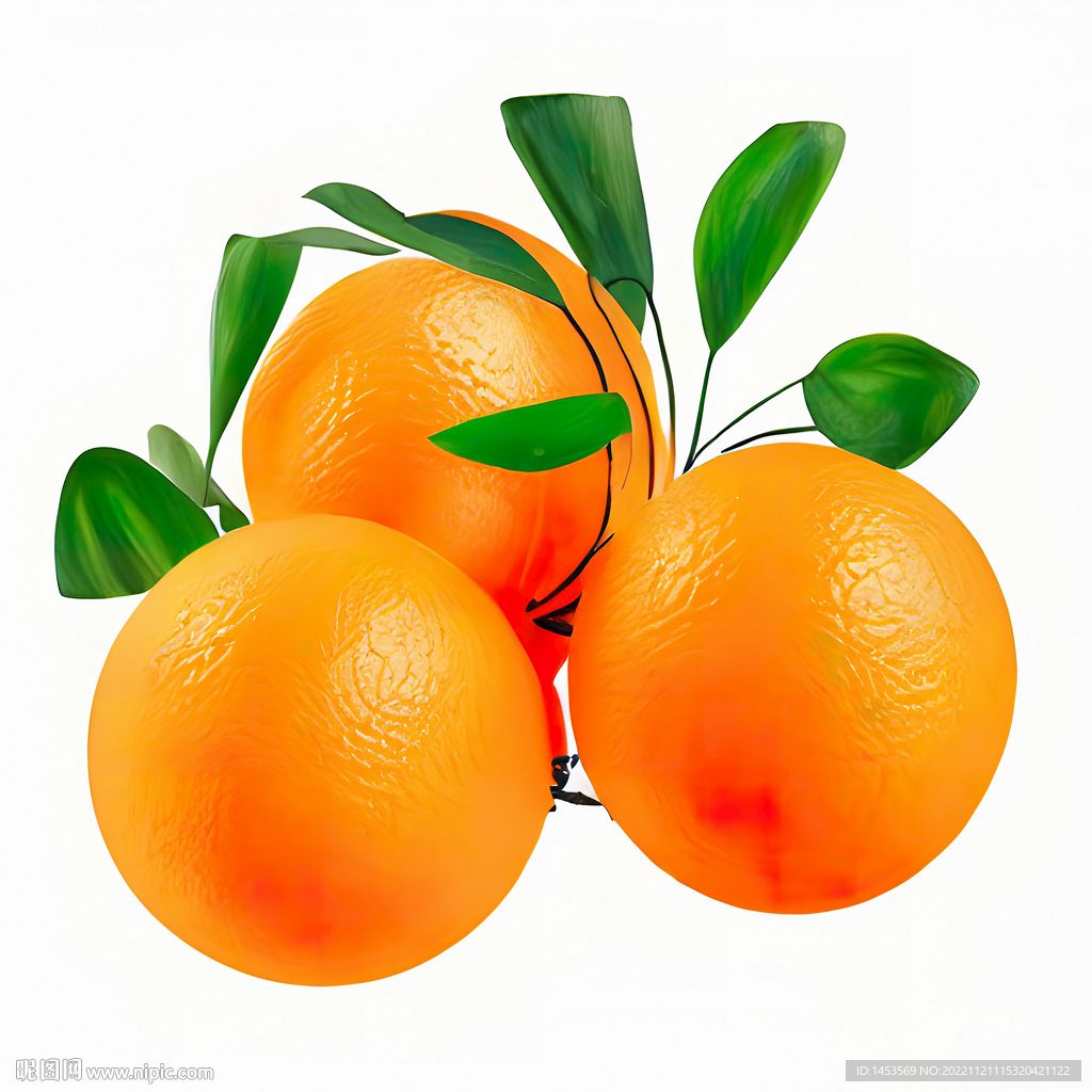 手绘橙子插画