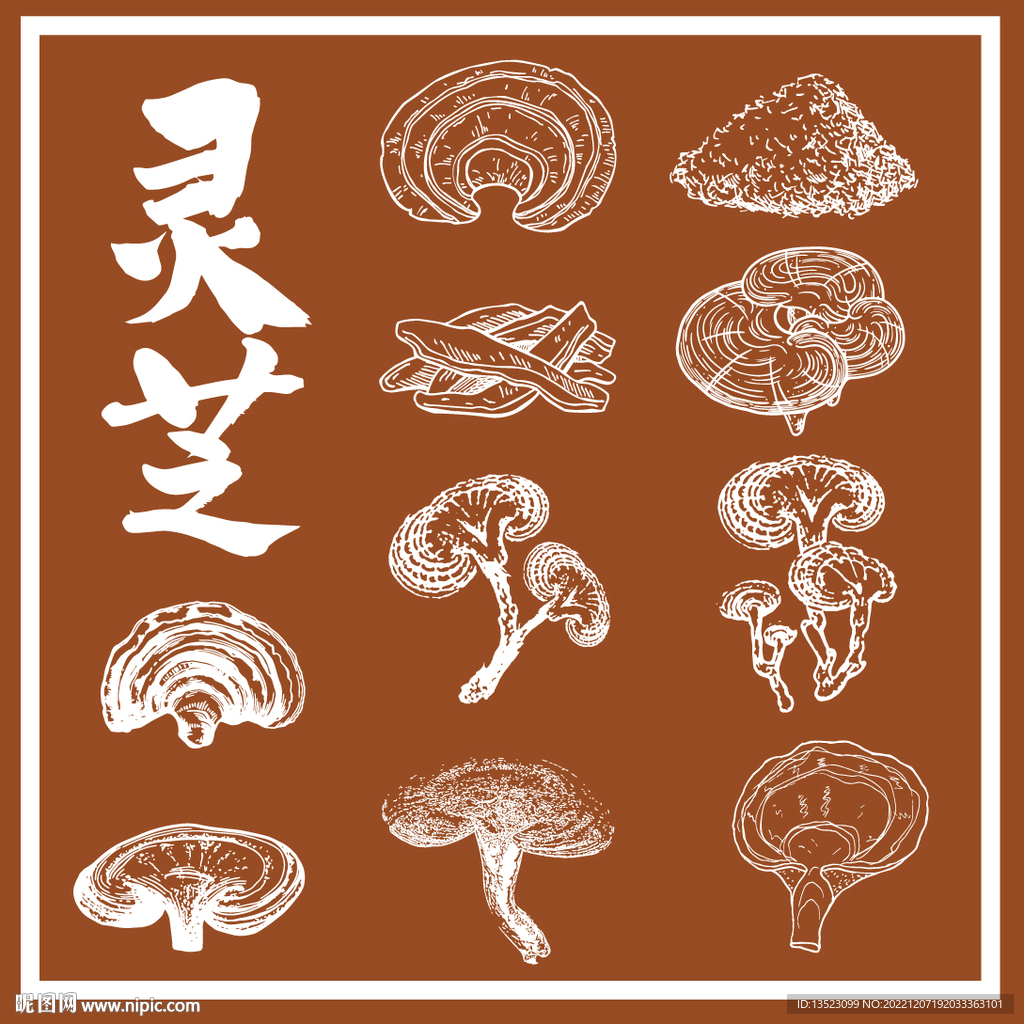 灵芝 中草药 手绘草药