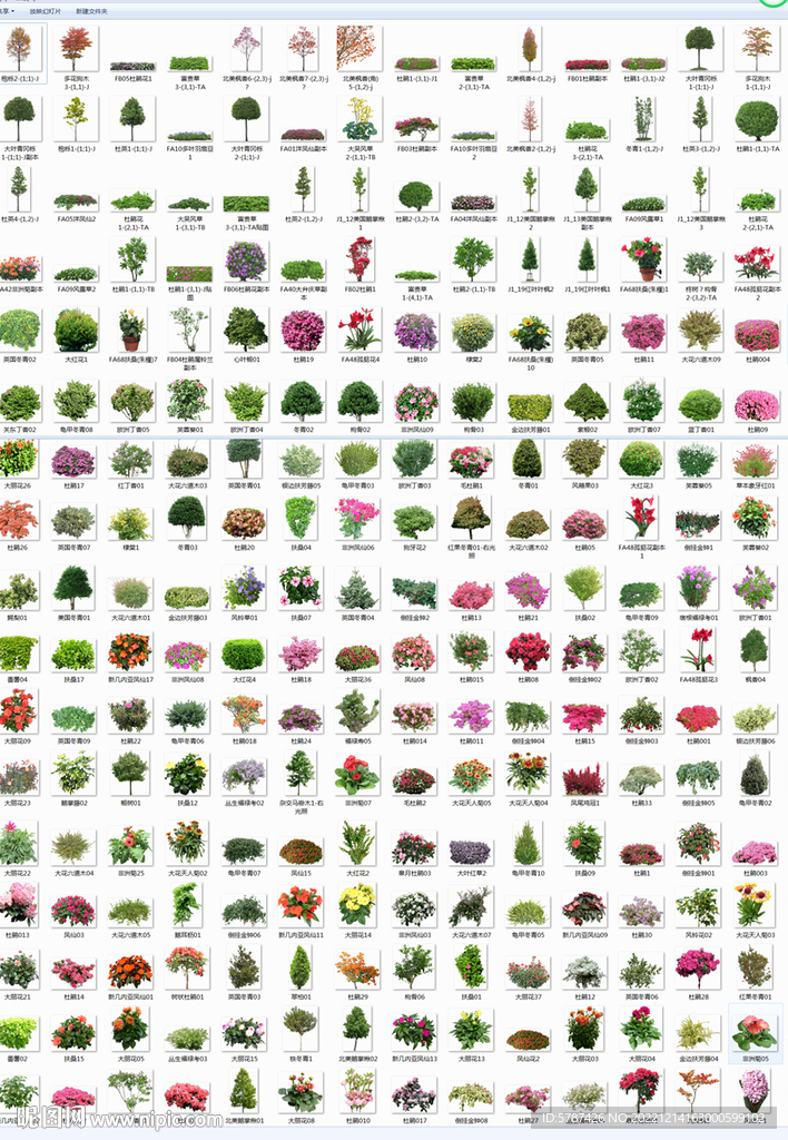 后期园林绿化植物 