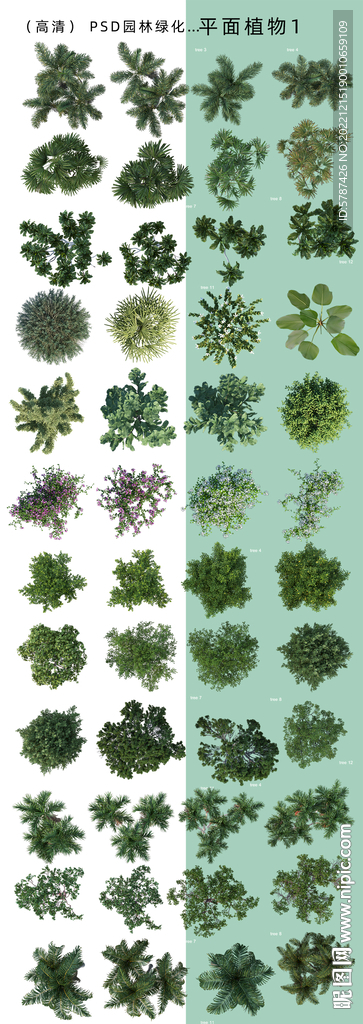 后期平面绿化植物