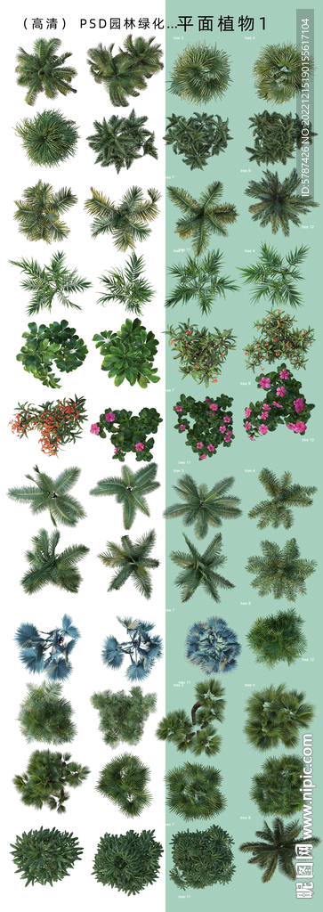  后期平面绿化树木