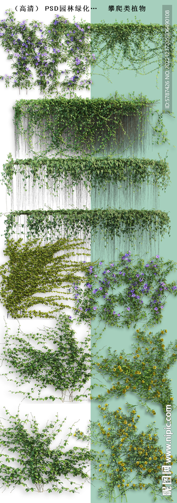 藤蔓绿化墙