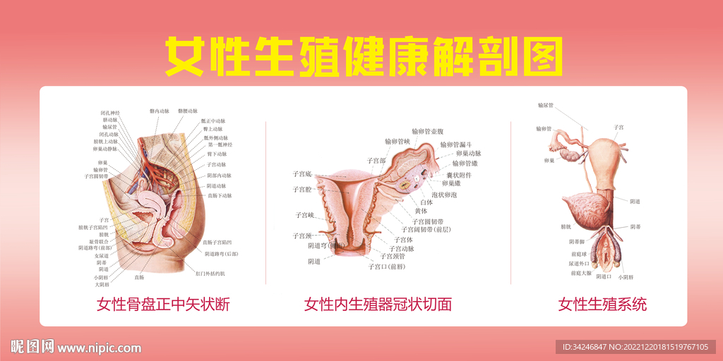 女性生殖健康解剖图