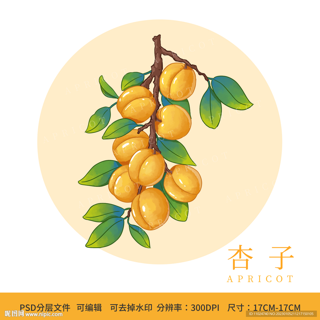 手绘水果杏子包装插画